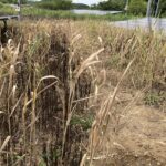 除草剤は万能ではありません　三重県鈴鹿市の草刈り業者　草刈り本舗桐生